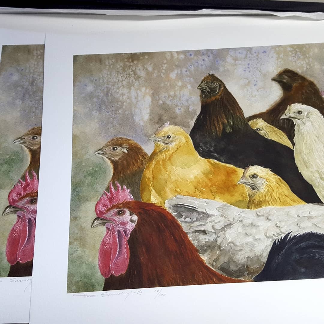 Hedemorahöns Grafiskt tryck 61x45 cm - Bild 2