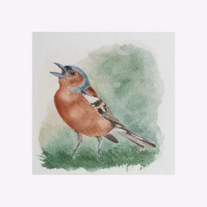 Bofink - Grafiskt tryck